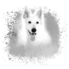 white shepherd,white,dog,painting,shepherd dog
