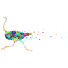 Colourful ostrich