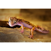 Gecko, Leopard Gecko, Reptile