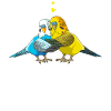 Budgerigar lovers Parakeet Welli