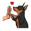 Zwergpinscher Liebe Miniature Pinscher