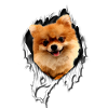 Mon Poméranien est parfait