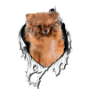 My Spitz is perfect
