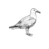Gull Whisperer