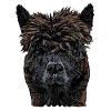 Visage d’animal lama