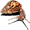 snail - snail