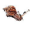 snail - snail