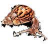 snail - snail
