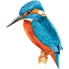 Kingfisher