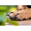 Dog's paw