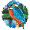 Kingfisher