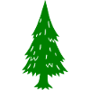 Conifère Sapin Épicéa Pin