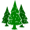 Forêt Conifères Sapins Épicéas