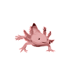Axolotl Kawaii Funny Mexican Axolotl