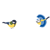 Nice Tits Blue Tit Great Tit