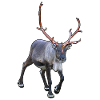 Reindeer