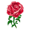Rose Roses Rose Garden Jardinier