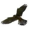 Falcon in flight