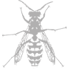 Wasp