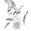 Wolf with crows