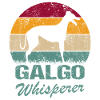 Galgo Espanol Dog Greyhound Whisperer