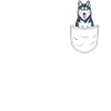 Siberian Husky w kieszeni na klatce piersiowej