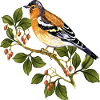 Bunter Vogel