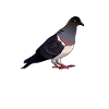 Pigeon Pigeon Racing Pigeon Racer Pigeon Keeper