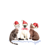 Cats Christmas Gift Kittens