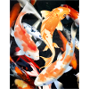 koi carp