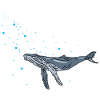 Plongée avec le requin-baleine