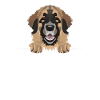 Smiling Leonberger