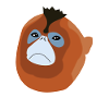 Stump-nosed monkey monkey monkey species