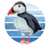 Puffin Parrot Lunde Bird Gift