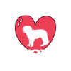 kooikerhondje maman chien
