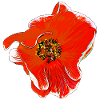 Fleurs Rose orange