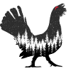 Capercaillie
