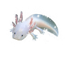white axolotl