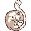 Hazel dormouse