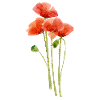 Mohnblumen