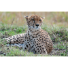 Ruhender Gepard IG31402