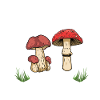 Ich gehe Pilze Sammeln