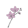Cherry blossom