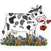 Cow