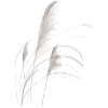 Pampas grass