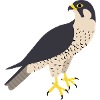 Peregrine falcon
