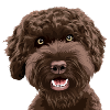 Doodle Dog Labradoodle