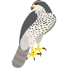 Hawk Goshawk Accipiter Gentilis