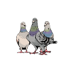 Easily Distracted By Pigeons