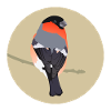 Bullfinch